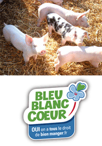 les petits cochons de la ferme de Landefrière.